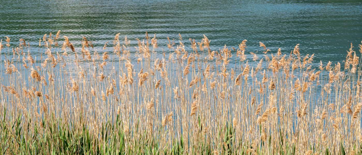 phragmites