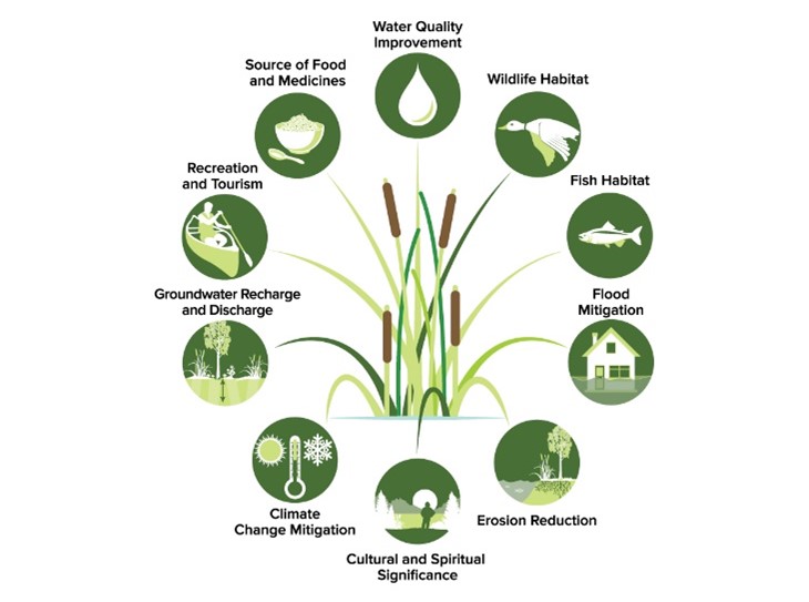 Wetland Benefits. Text description below.