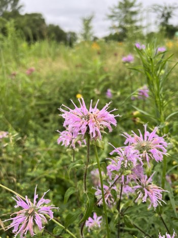 blooming flowers, purple, Bee Balm 