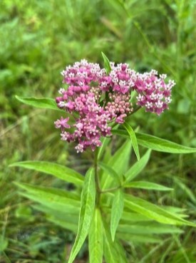 blooming flowers, purple, Milkweed wild 