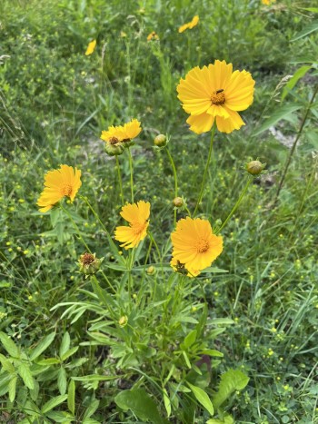 blooming flowers, yellow, Tickseed